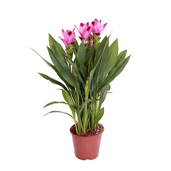 Floraya – Curcuma Siam Tulip Plant Per Piece – ⌀14 Cm – ↕50 Cm 1