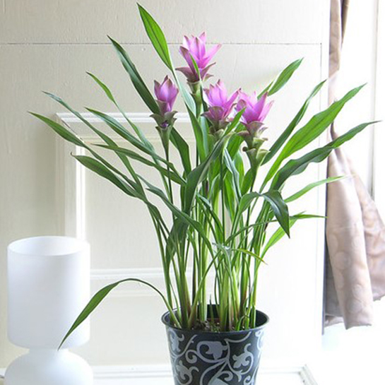 Floraya – Curcuma Siam Tulip Plant Per Piece – ⌀14 Cm – ↕50 Cm 2