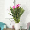 Floraya – Curcuma Siam Tulpenpflanze je – ⌀14 cm – ↕50 cm 3