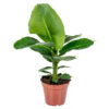 Floraya – Bananenplant – Musa ‘tropicana’ Per Stuk ⌀17 Cm – ↕40 Cm