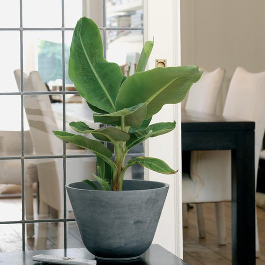 Floraya – Bananenplant – Musa ‘tropicana’ Per Stuk ⌀17 Cm – ↕40 Cm 2