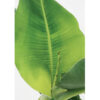 Floraya – Bananenplant – Musa ‘tropicana’ Per Stuk ⌀17 Cm – ↕40 Cm 3
