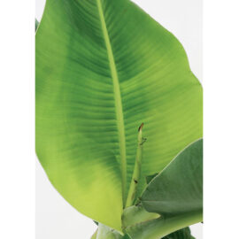 Floraya – Bananenplant – Musa ‘tropicana’ Per Stuk ⌀17 Cm – ↕40 Cm 3
