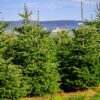Floraya – Vero albero di Natale Nordmann – 1
