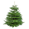 Floraya – Árbol de Navidad Auténtico Nordmann –