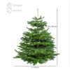 Floraya – Árbol de Navidad Real Nordmann – 3