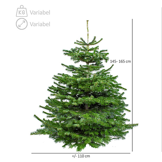 Floraya – Real Nordmann Christmas Tree – 3