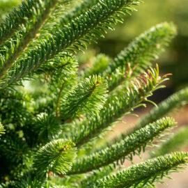 Floraya – Echte Nordmann Kerstboom – 4