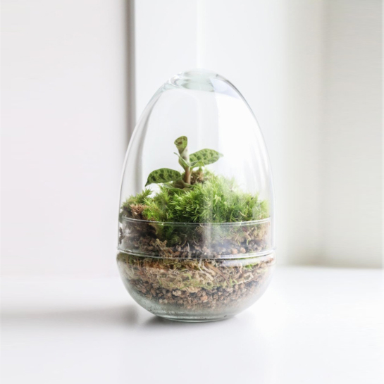 Orchid In A Jar Mini Eco Systeem Bijzonder Cadeau