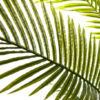 Palm Kunst Palm Areca 210 Cm 5