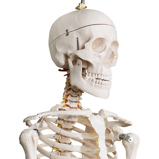 Menselijk Skelet2