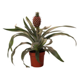 Pineapple plant Rosita
