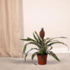 Pineapple plant Rosita1