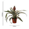 Pineapple plant Rosita2