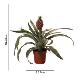 Ananasplant Rosita2