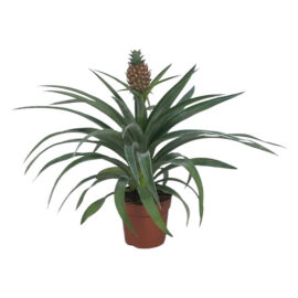 Pineapple plant Mi Amigo