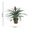 Pineapple plant Mi Amigo1